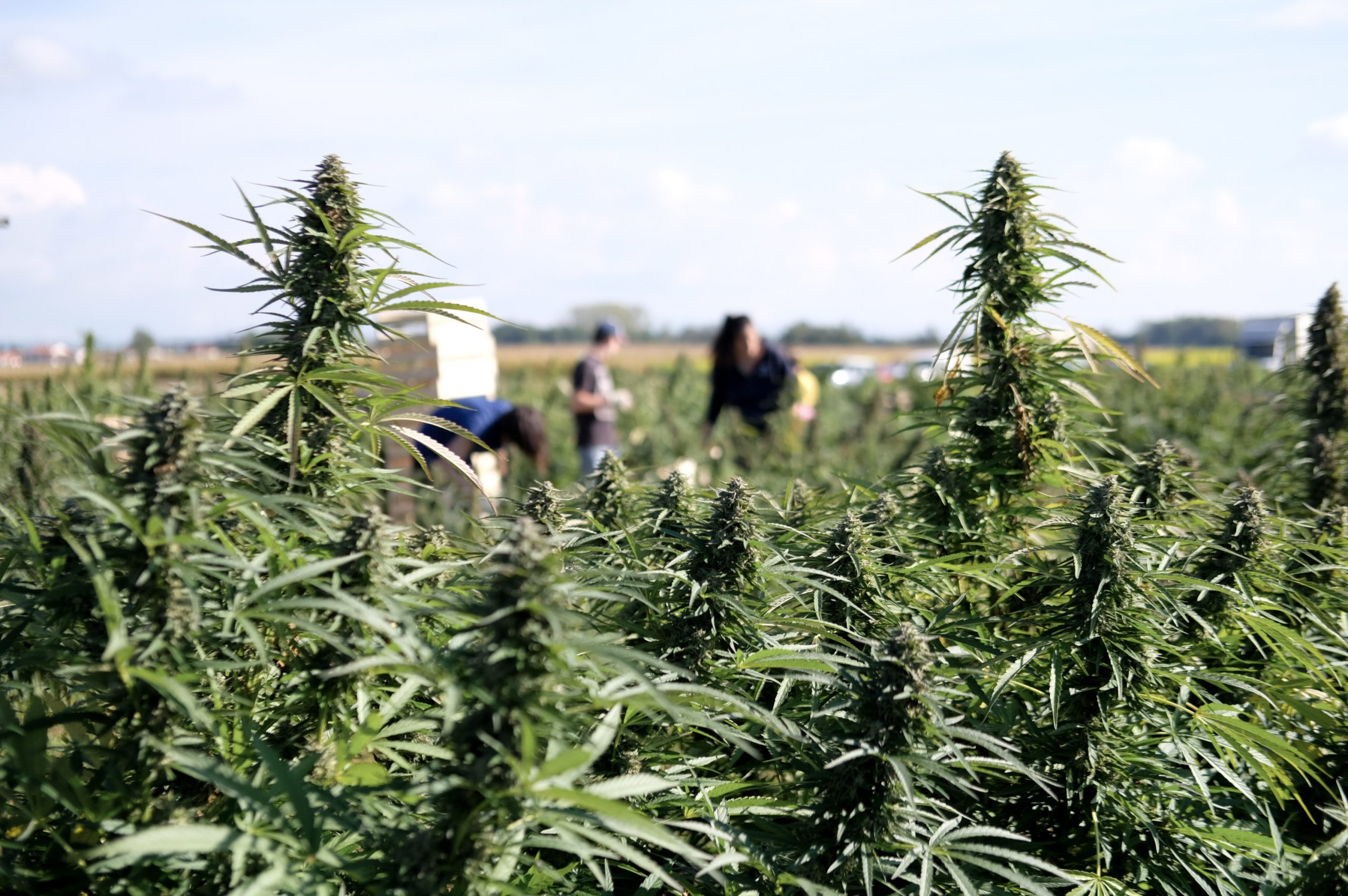 jungle grower grossiste cbd