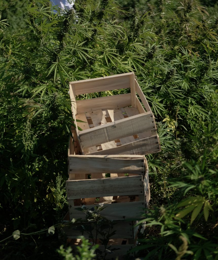 l'histoire des cultivateurs jungle grower